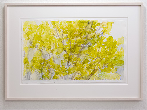 Sylvia Plimack-Mangold / Sylvia Plimack Mangold The Pin Oak  2010 / 2013  37 x 60 cm Graphite and watercolor on paper