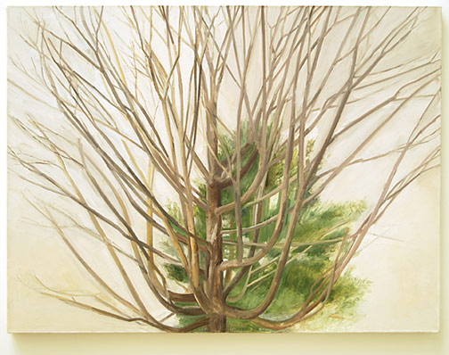 Sylvia Plimack-Mangold / The Maple Tree with Pine  2005 76 x 101.6 x 4.5 cm / 30 x 40 " oil on linen